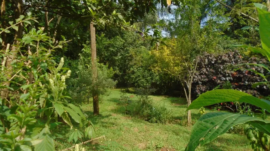 BusHFruits Farm,Wanyange 1